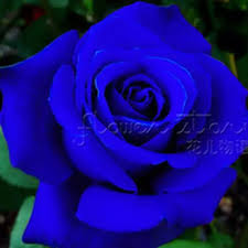 Bunga ros dikatakan lambang cinta. Isi 30 Butir Benih Bunga Mawar Rose Blue Biru Import Lazada Indonesia