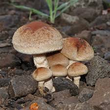 Image result for Macrotyloma stenophyllum