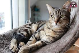 Bit.ly/2ddbzjs a cat that pees in the house can make your home smell like a litter box. When Do Male Cats Start Spraying Sweetie Kitty 2021