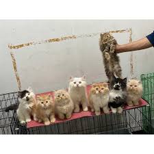 Jagalah kebersihan kandang, tempat makan, minum serta pasir tempat kotoran kucing. Harga Kucingpersia Terbaik Mei 2021 Shopee Indonesia