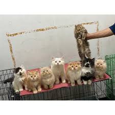 Arsip kucing persia medium dijual 3 anak kucing umur 1 bulan dan. Harga Kucing Persia Terbaik Mei 2021 Shopee Indonesia