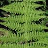 Depending on the type of species, ferns can live up to 100 years. Https Encrypted Tbn0 Gstatic Com Images Q Tbn And9gct23ogpy0ff Prox5quodai4mowhujonvzzbwdeibs Usqp Cau