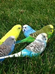 In 2020 Parakeet Budgies Pet Birds