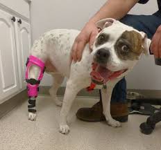 Custom Dog Acl Brace Dog Braces Dog Leg Leg Braces
