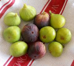 كيف أزرع زراعة التين في اوعيه