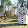 Bingo and bluey were the first hay bale creations in the town. 1