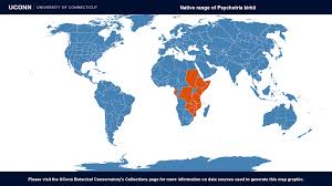 Image result for Psychotria kirkii