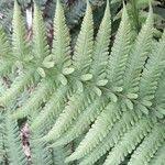 Image result for Ctenitis