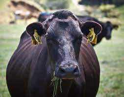 Livestock Dehorning Wikipedia