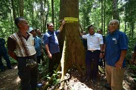 Haiwan ini sebenarnya bukan sejenis harimau, tetapi ia adalah marsupial pemakan daging (karnivor) yang paling besar diketahui pada zaman moden. Tiga Pokok Shorea Kuantanensis Yang Pupus Ditemui Semula Utusan Digital