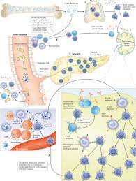With the right tools and support, you can do anything. The Heterogeneous Pathogenesis Of Type 1 Diabetes Mellitus Nature Reviews Endocrinology