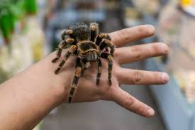 1,100+ Brown Fuzzy Spider Stock Photos, Pictures & Royalty-Free Images