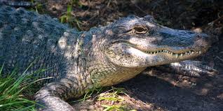 Bringing you the best genuine houserockin' music for more than 50 years! Alligator Adventure Things To Do Myrtlebeach Com