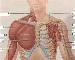 The bursa is a small sac of fluid that cushions and. Muscle Diagram Of Thorax And Shoulder Flashcards Quizlet