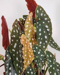 Image result for Begonia scutifolia