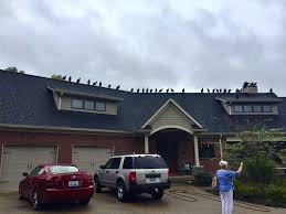 Legal words that have to appear at the bottom of a website. Knoxville Wildlife Removal Animal Removal Animal Pros