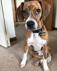 Busco novia para perro boxer (pharr ). 40 Boston Terrier Mischlingsrassen Hunde Zentrale