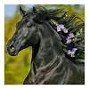 Carte anniversaire gratuite à imprimer cheval. 1