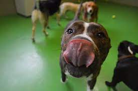 Dog Licking Carpet Behavior 3 Reasons Why How To Stop It Dr Marty