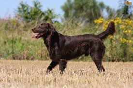 From wikimedia commons, the free media repository. Some Frequently Asked Questions About The Flat Coated Retriever Pets4homes