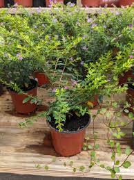 Image result for Cuphea hyssopifolia