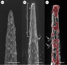 Cactus stories february 25, 2014. The Influence Of Cactus Spine Surface Structure On Puncture Performance And Anchoring Ability Is Tuned For Ecology Proceedings Of The Royal Society B Biological Sciences