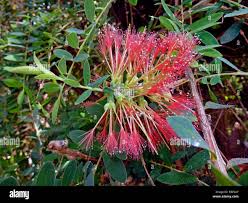 Image result for Melaleuca hypericifolia