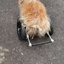 Image result for invalid dog wheelset
