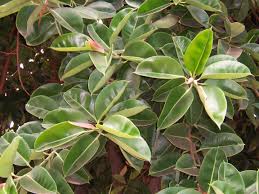 Image result for Ficus elastica