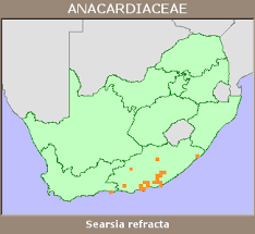 Image result for Searsia refracta