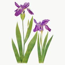 Download Premium Png Of Vintage Iris Flower Illustration Transparent Png In 2020 Flower Illustration Iris Flowers Iris Painting