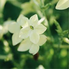 Image result for Nicotiana x sanderae `Perfume`F1