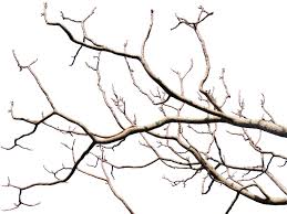 Dead Tree Branch With Transparent Background Png Photoshop Nature Tree Textures Tree Images
