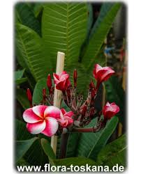 Image result for Plumeria rubra