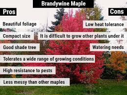 Autumn fantasy maple pros and cons. Autumn Blaze Maple Tree Pros And Cons