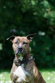 Maybe you would like to learn more about one of these? Stafford American Staffordshire Terrier Terrier Pit Bull Portrait Amstaff Face American Staffordshire Summer Expression Meadow Pikist