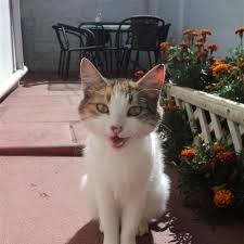 Image result for lolcats