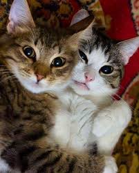 Kedidelileri Kedi Catstagram Catlover Pisi Turkeycat Sarman Tekir Kity Kediseverler Catlovers Kediasiklari Blac Cute Animals Cute Cats Pretty Cats