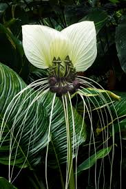 White Bat Flower Cairns Australia Photo Credit To David Clode Plants Bat Flower Virtual Flowers