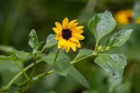 Image result for Emilia debilis