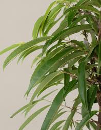 Image result for Ficus fischeri