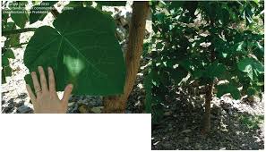 Maybe you would like to learn more about one of these? Plant Identification Closed Large Heart Shaped Leaves 1 By Courtiam