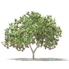 The more fruits you eat, the healthier you will become. Common Fig Tree With Fruits 3d Model 2 4m