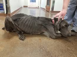 Kentucky and indiana both had one. Six Pennsylvania Breeders Named In Humane Society S Horrible Hundred