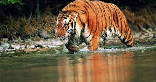Download Gambar Harimau Harimau Wallpaper Keren Royal Bengal Tiger Hd Wallpapers Aplikasi Harimau Gambar Ani Harimau Siberia Harimau Benggala Binatang Buas