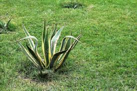 Can you plant aloe vera in the garden. Beautiful Aloe Vera Plant Growing In The Garden On Sunny Spring Day Stock Photo Picture And Royalty Free Image Image 70865802