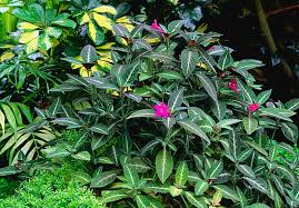 Image result for Ruellia makoyana