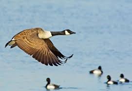 Beginner S Guide To Canada Goose Hunting Animals Grit Magazine Goose Hunting Animals Canada Goose