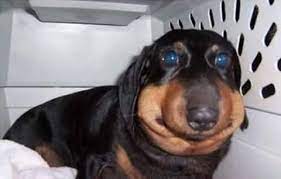Yo amo a mi Perro salchicha - Un salchicha que encontró una abeja! (Foto de  la web) | Facebook