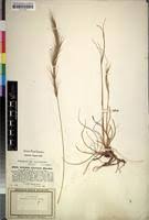 Image result for Aristida adoensis